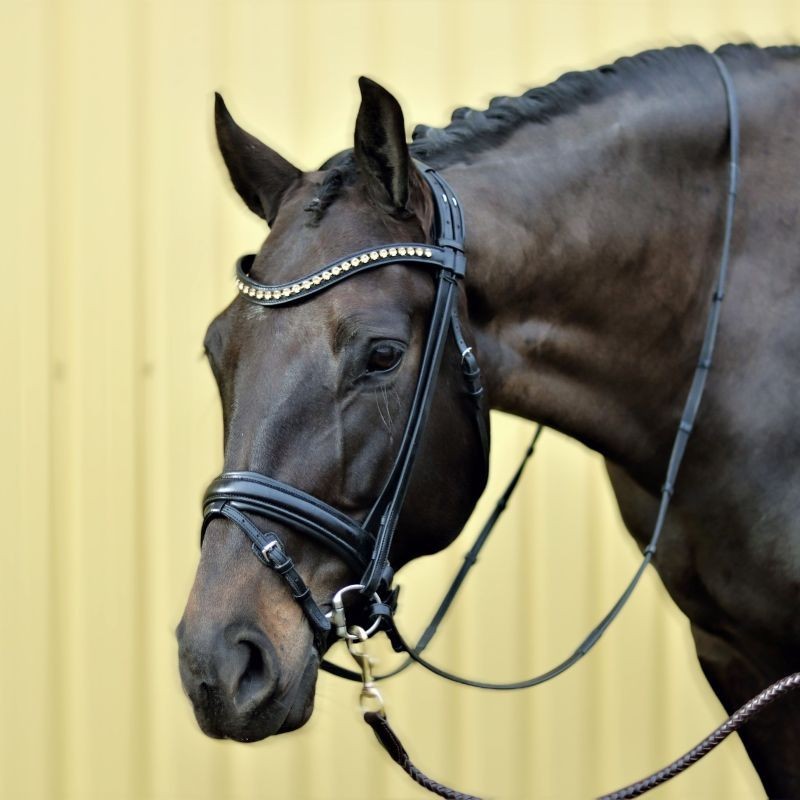 SteinEQUEST Trense | Klassisk Trense med Flade Remme & Komfort