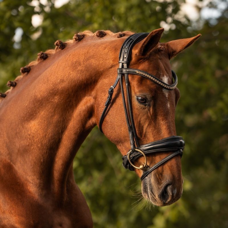 SteinEQUEST Trense Classic | Dressurtrense med Dunlop-næsebånd