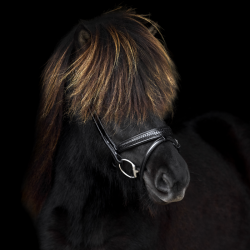 SteinEQUEST Trense iCe | Håndflettet Islændermodel i Premium Kvalitet