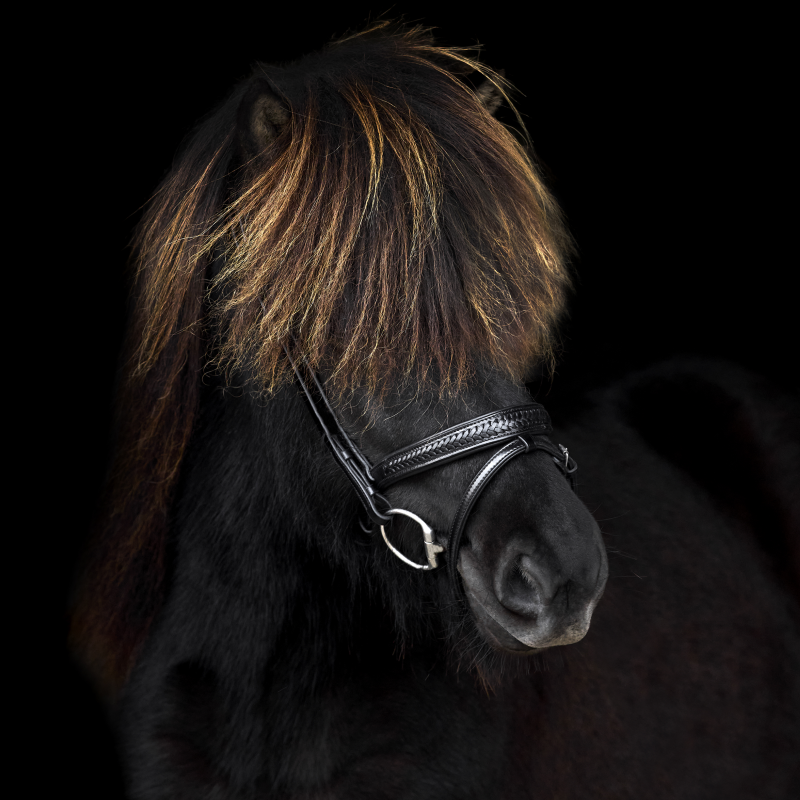 SteinEQUEST Trense iCe | Håndflettet Islændermodel i Premium Kvalitet