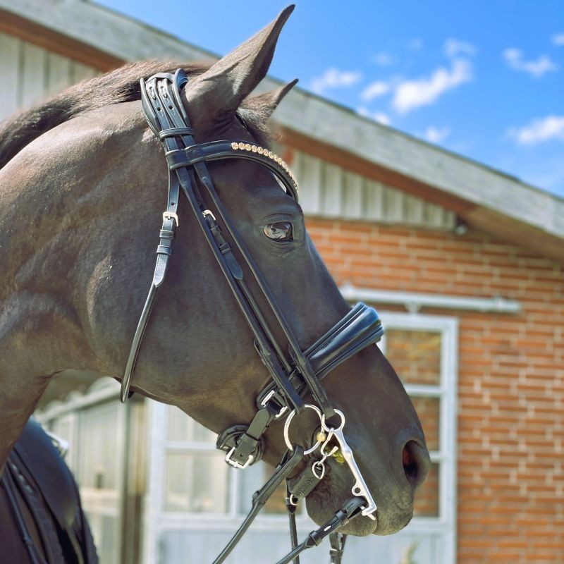 SteinEQUEST Kandartrense | Kandar med Dunlop-næsebånd & Rundsyede Remme