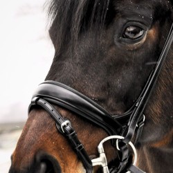 Steiner CoreFit Anatomisk Trense | DRF Godkendt & Komfort