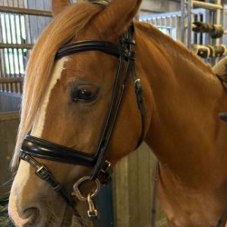 Classic - glat pandebånd, rundsyede remme