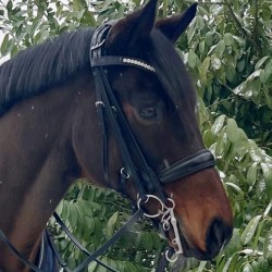 Steiner CoreFit Anatomisk Trense | DRF Godkendt & Komfort