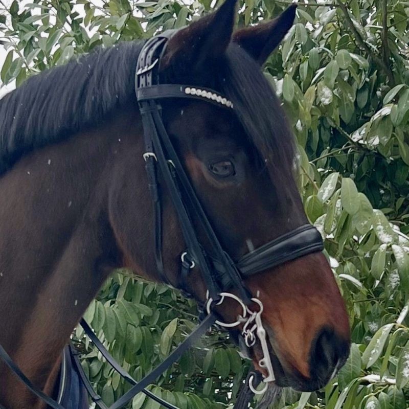 Steiner CoreFit Anatomisk Trense | DRF Godkendt & Komfort