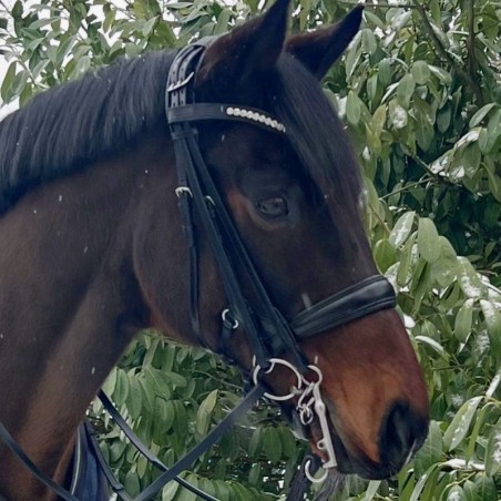 Steiner CoreFit Anatomisk Trense | DRF Godkendt & Komfort